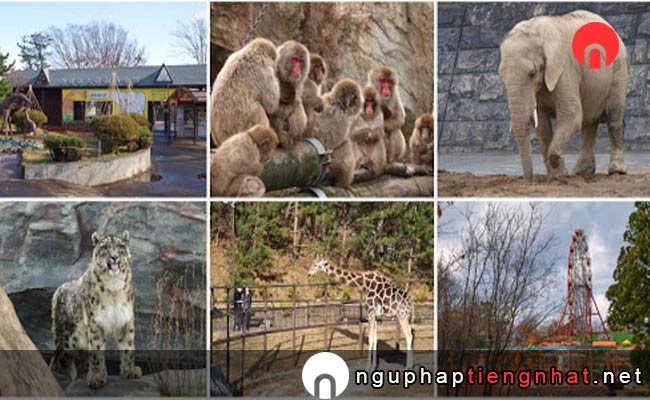 Các địa điểm du lịch ở akita - Vườn thú Omoriyama