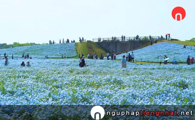 Các địa điểm du lịch ở fukuoka - Công viên Uminonakamichi hoa Nemophila