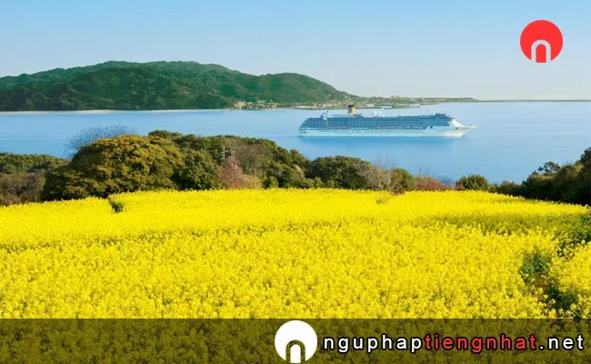Các địa điểm du lịch ở fukuoka - hoa cúc Đảo Nokoshima
