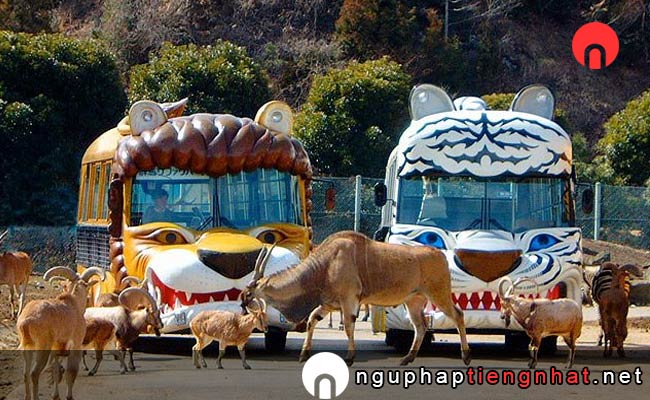 Các địa điểm du lịch ở gunma - Công viên Safari Gunma