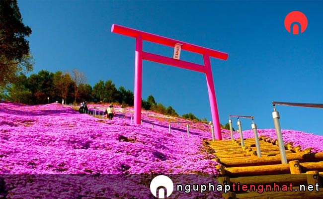 Các địa điểm du lịch ở Hokkaido - Công viên Higashimokoto Shibazakura