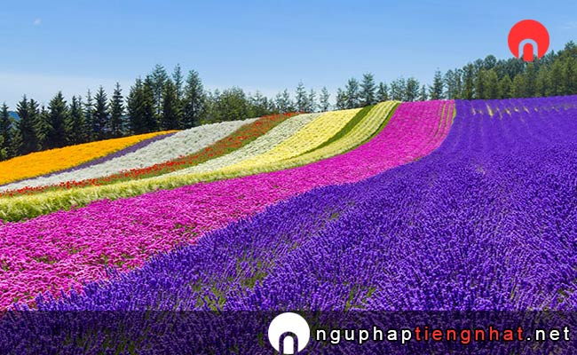 Các địa điểm du lịch ở Hokkaido - ngắm hoa oải hương tại Furano