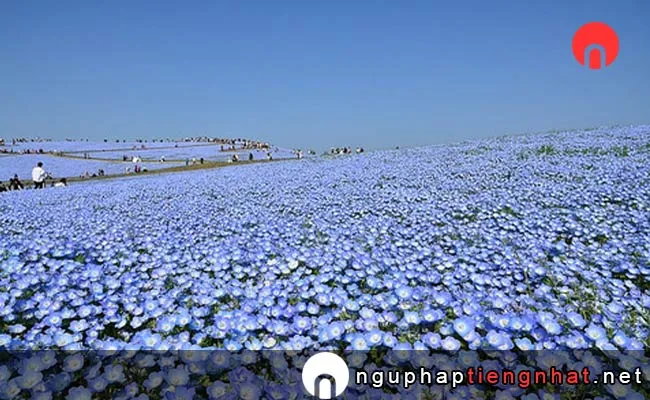 Các địa điểm du lịch ở ibaraki - Công viên ven biển Hitachi hoa Nemophila