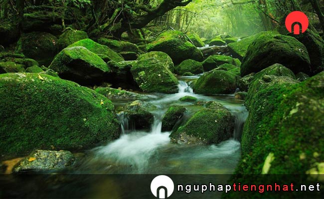 Các địa điểm du lịch ở kagoshima - Đảo yakushima