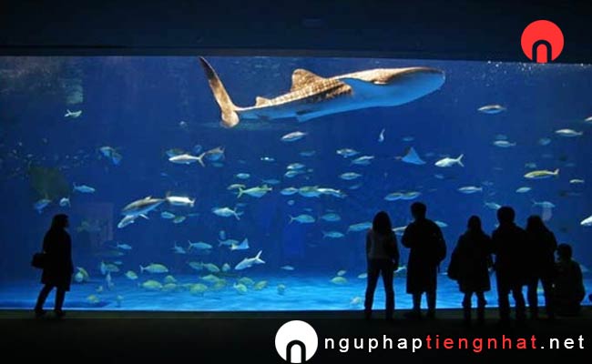 Các địa điểm du lịch ở kagoshima - Thủy cung Kagoshima