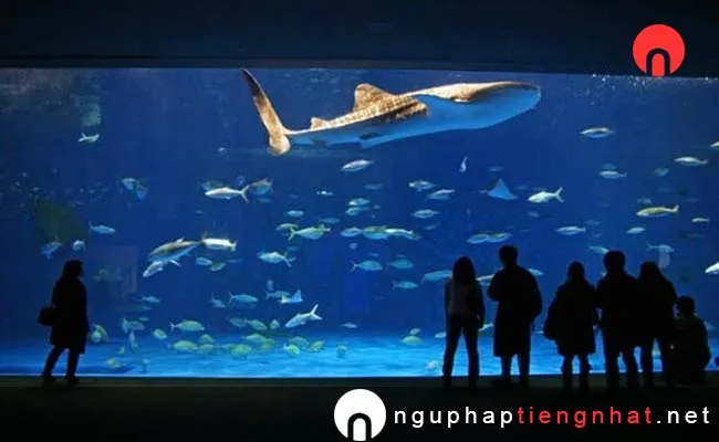 Các địa điểm du lịch ở kagoshima - Thủy cung Kagoshima
