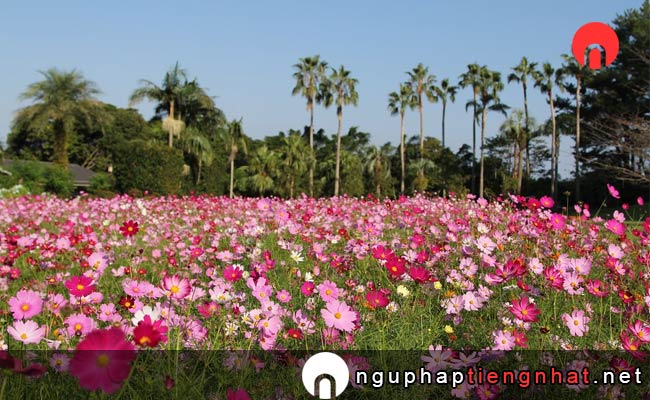 Các địa điểm du lịch ở kagoshima - Công viên Shiroyama