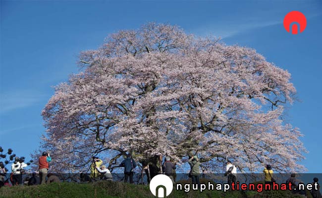 Các địa điểm du lịch ở okayama - Daigo Sakura