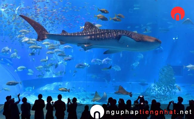 Các địa điểm du lịch ở okinawa - Thủy cung Churaumi