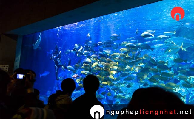 Các địa điểm du lịch ở ooita - Thủy cung Umi-Tamago