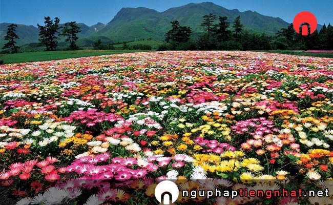 Các địa điểm du lịch ở ooita - Công viên hoa Kuju-1