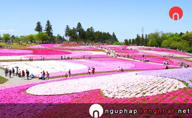 Các địa điểm du lịch ở saitama - Công viên Hitsuji yama