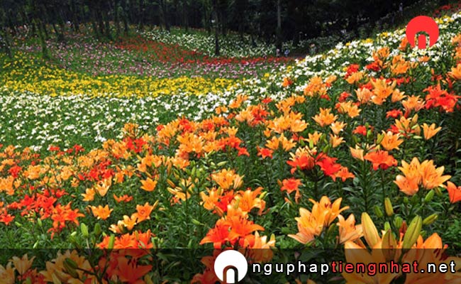 Các địa điểm du lịch ở saitama - Vườn Hoa Ly Tokorozawa