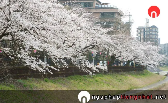 Những địa điểm ngắm hoa anh đào ở Gifu - 岐阜公園長良川堤