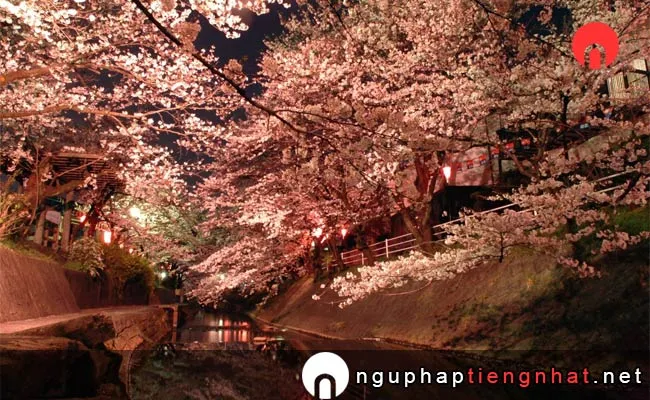 Những địa điểm ngắm hoa anh đào ở Gifu - 吉田川の桜