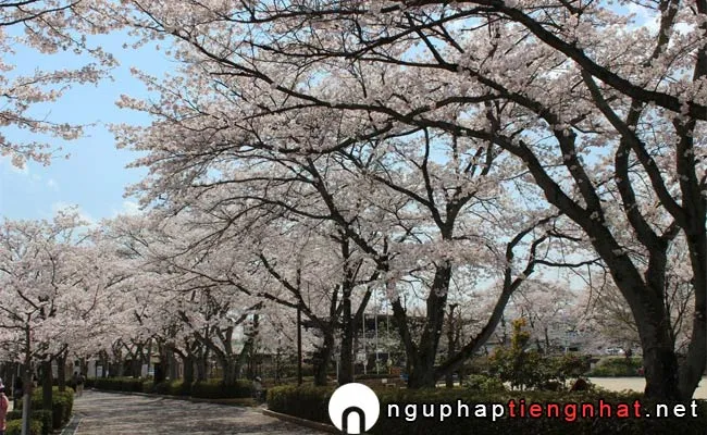 Những địa điểm ngắm hoa anh đào ở Gifu - 勢至公園
