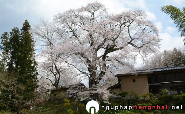 Những địa điểm ngắm hoa anh đào ở Gifu - 新田の桜