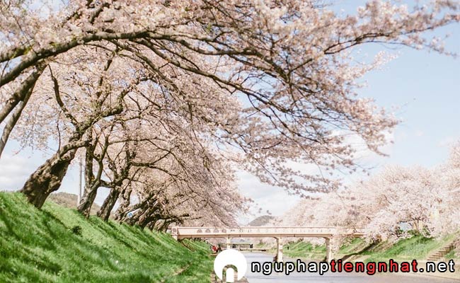 Những địa điểm ngắm hoa anh đào ở Gifu - 新境川堤の桜並木
