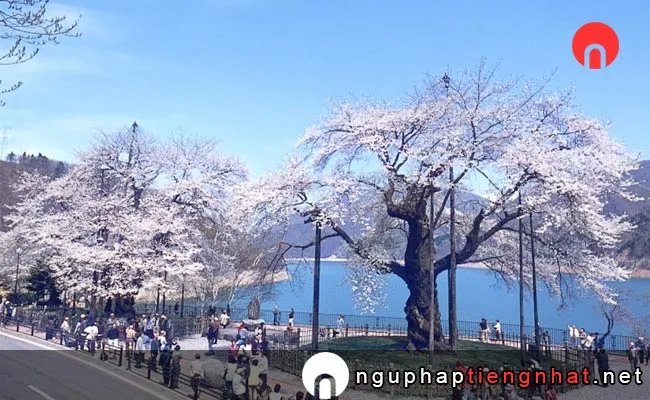 Những địa điểm ngắm hoa anh đào ở Gifu - 荘川桜