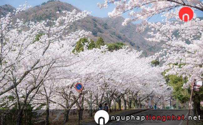 Những địa điểm ngắm hoa anh đào ở Gifu - 養老公園