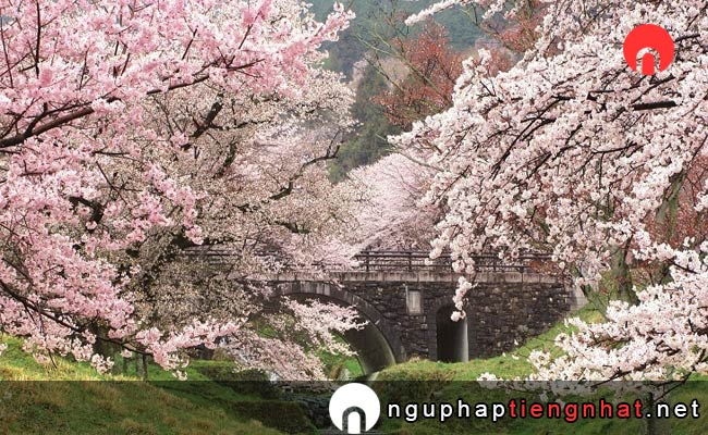 Những địa điểm ngắm hoa anh đào ở Gifu - 霞間ヶ渓の桜