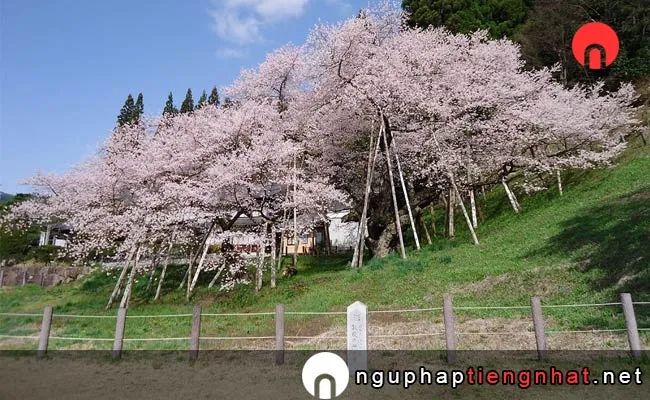 Những địa điểm ngắm hoa anh đào ở Gifu - 臥龍桜