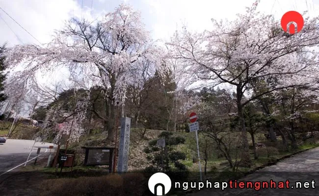Những địa điểm ngắm hoa anh đào ở Gifu - 城山公園