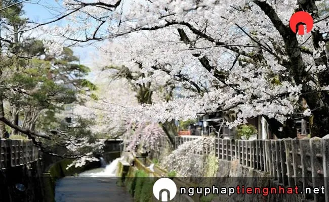 Những địa điểm ngắm hoa anh đào ở Gifu - 江名子川沿いの桜