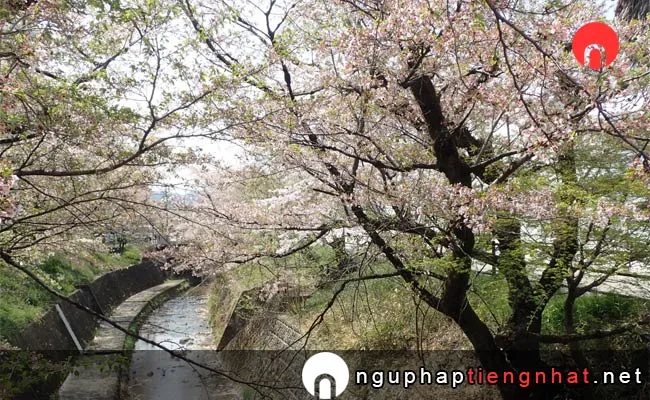 Những địa điểm ngắm hoa anh đào ở Gifu - 関川の桜