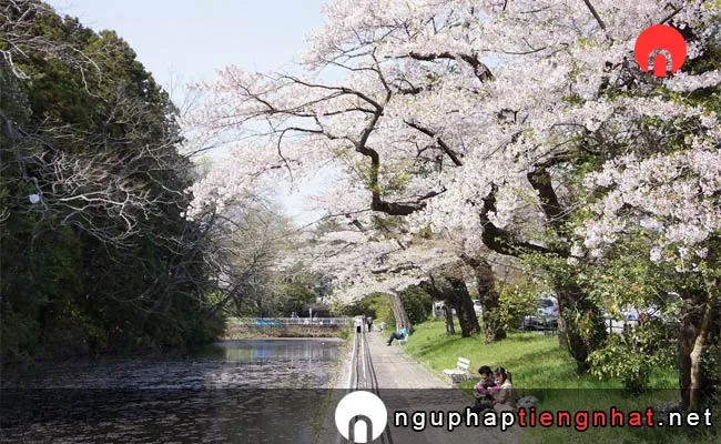 Những địa điểm ngắm hoa anh đào ở Miyagi - công viên 青葉山公園
