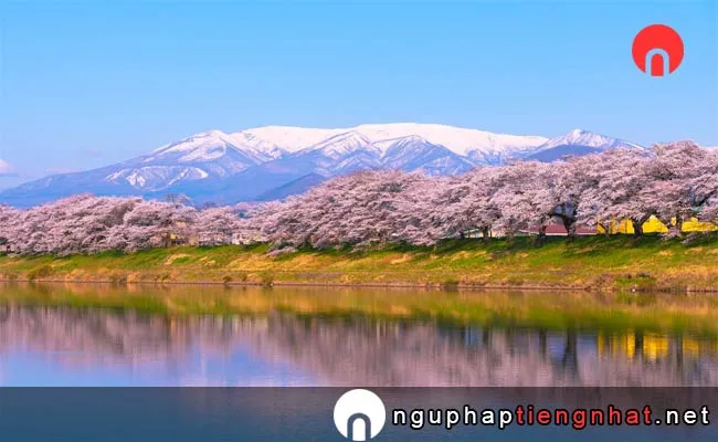 Những địa điểm ngắm hoa anh đào ở Miyagi - 白石川堤