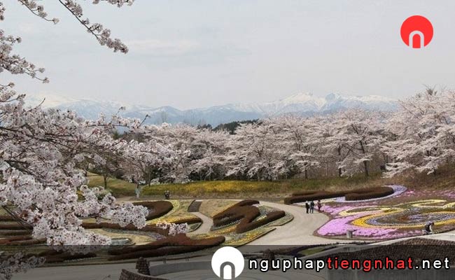 Những địa điểm ngắm hoa anh đào ở Miyagi - 国営みちのく杜の湖畔公園