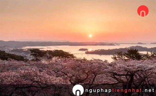 Những địa điểm ngắm hoa anh đào ở Miyagi - 西行戻しの松公園