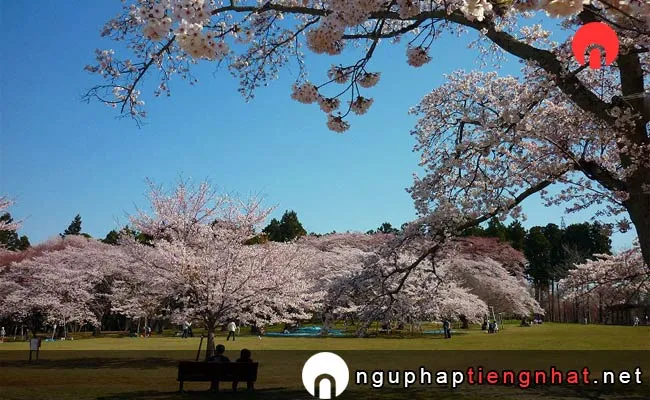 Những địa điểm ngắm hoa anh đào ở Miyagi - 三神峯公園