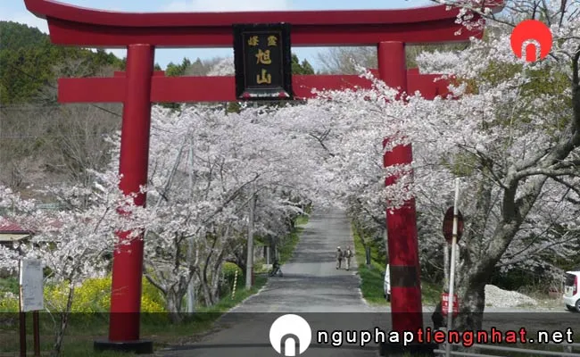 Những địa điểm ngắm hoa anh đào ở Miyagi - 県立自然公園 旭山