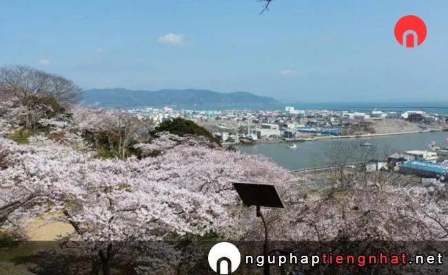 Những địa điểm ngắm hoa anh đào ở Miyagi -  日和山公園