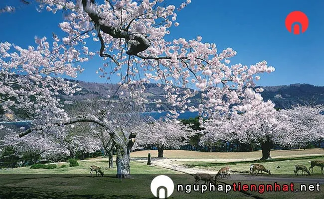 Những địa điểm ngắm hoa anh đào ở Miyagi - 牡鹿半島 金華山