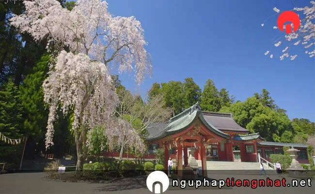 Những địa điểm ngắm hoa anh đào ở Miyagi - 中尊寺