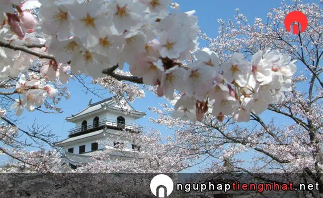 Những địa điểm ngắm hoa anh đào ở Miyagi - 白石城本丸広場