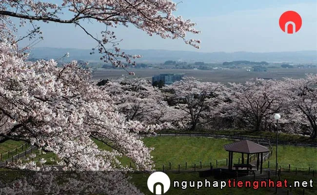 Những địa điểm ngắm hoa anh đào ở Miyagi - 御本丸公園