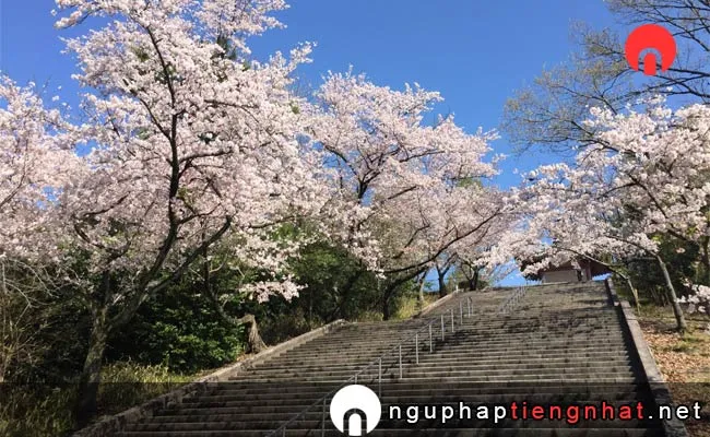 Những địa điểm ngắm hoa anh đào ở aichi - 平和公園