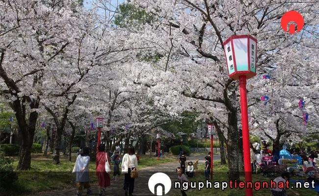Những địa điểm ngắm hoa anh đào ở aichi - 豊橋公園