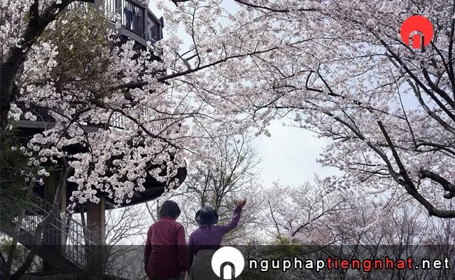 Những địa điểm ngắm hoa anh đào ở aichi - 岩屋緑地