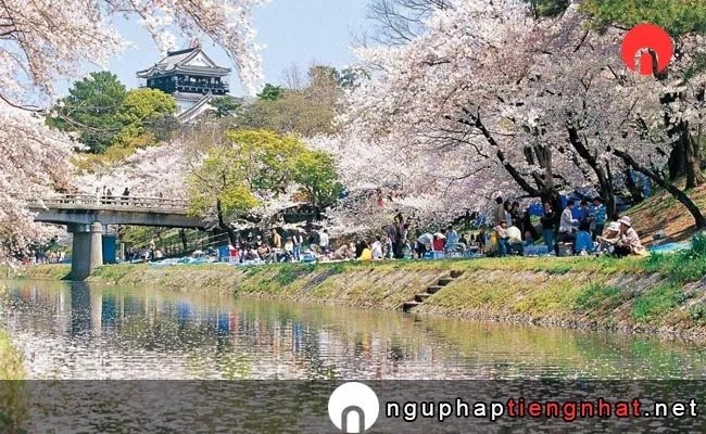 Những địa điểm ngắm hoa anh đào ở aichi - 岡崎公園