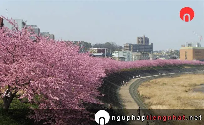 Những địa điểm ngắm hoa anh đào ở aichi - 乙川の葵桜