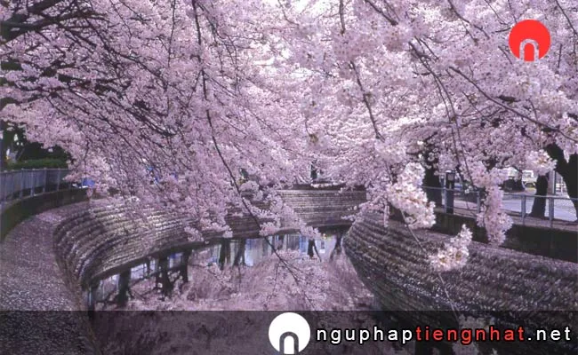 Những địa điểm ngắm hoa anh đào ở aichi - 大江川緑道