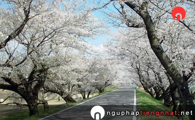 Những địa điểm ngắm hoa anh đào ở aichi - 木曽川堤