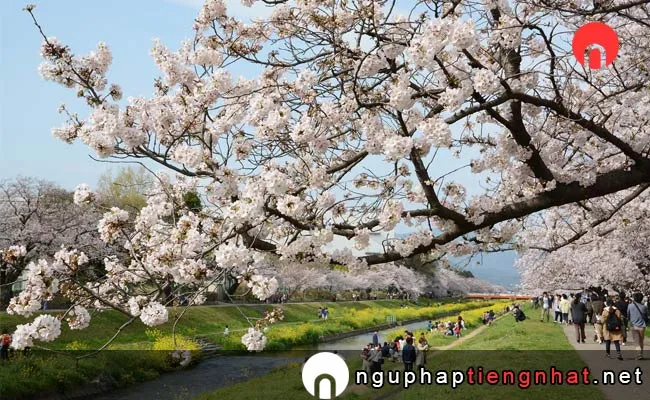 Những địa điểm ngắm hoa anh đào ở aichi - 佐奈川堤