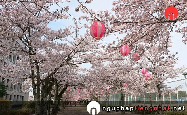 Những địa điểm ngắm hoa anh đào ở aichi - 諏訪の桜トンネル