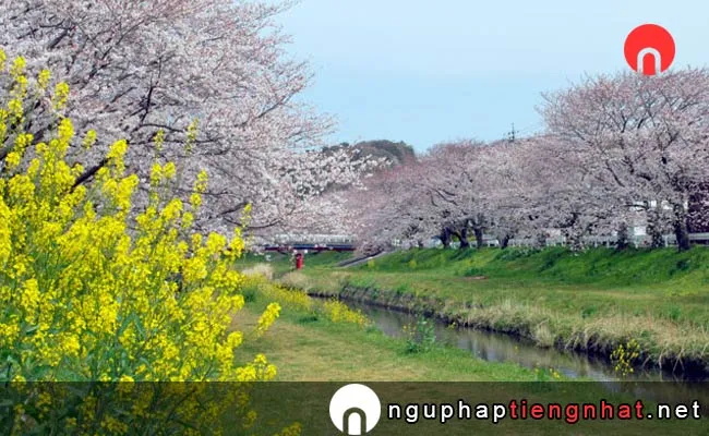 Những địa điểm ngắm hoa anh đào ở aichi - 音羽川堤